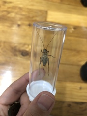 Acheta domesticus