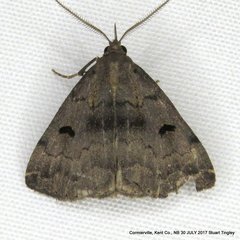 Phalaenostola hanhami