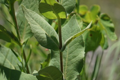Silphium glutinosum
