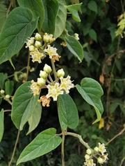 Cynanchum jaliscanum