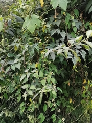 Cynanchum jaliscanum