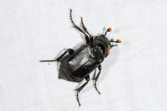 Nicrophorus nigrita