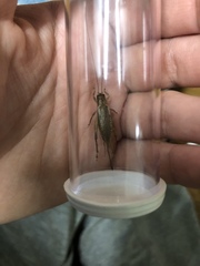 Acheta domesticus