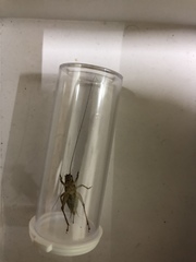 Acheta domesticus