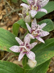 Tricyrtis formosana