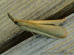 Peoria gematella