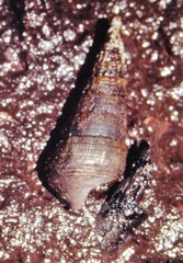 Telescopium telescopium