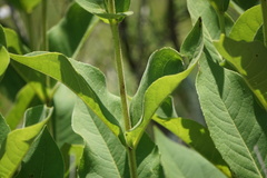 Silphium glutinosum