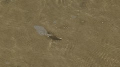 Characiformes
