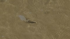 Characiformes