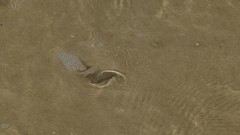 Characiformes