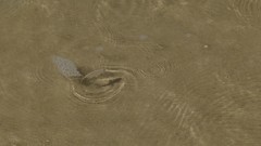 Characiformes