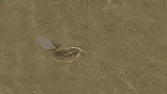 Characiformes
