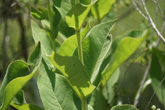 Silphium glutinosum