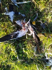 Vanellus chilensis chilensis