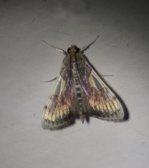 Rehimena cissophora