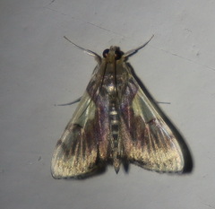 Rehimena cissophora