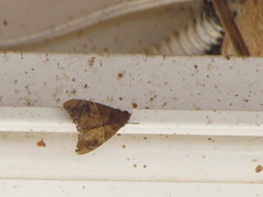 Ophisma