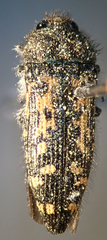 Acmaeodera labyrinthica