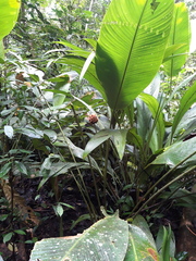 Goeppertia inocephala