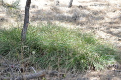 Carex geyeri