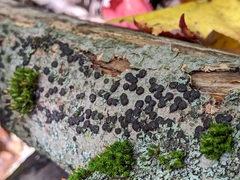 Jackrogersella cohaerens