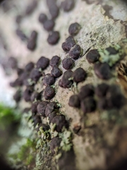 Jackrogersella cohaerens