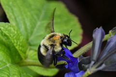 Bombus impatiens