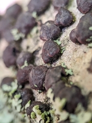 Jackrogersella cohaerens