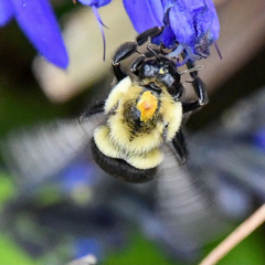 Bombus impatiens