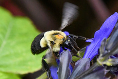 Bombus impatiens