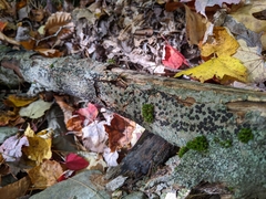 Jackrogersella cohaerens