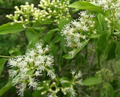 Koanophyllon albicaule