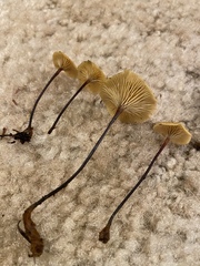 Xeromphalina cornui