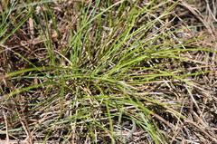Carex geyeri