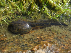 Anaxyrus boreas halophilus
