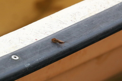 Anabolia