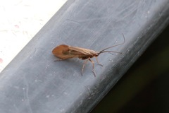 Anabolia