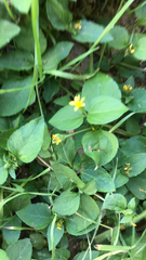 Calyptocarpus vialis