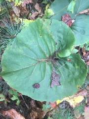 Silphium compositum reniforme