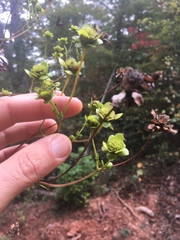 Silphium compositum reniforme