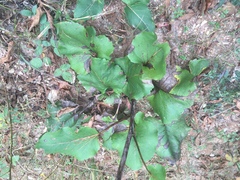 Silphium compositum reniforme