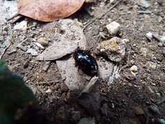 Hydaticus rimosus