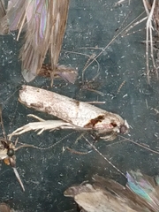 Harmologa amplexana