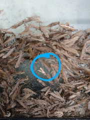 Harmologa amplexana