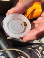 Branchinecta paludosa