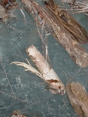 Harmologa amplexana