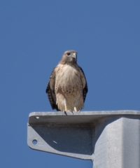 Buteo jamaicensis