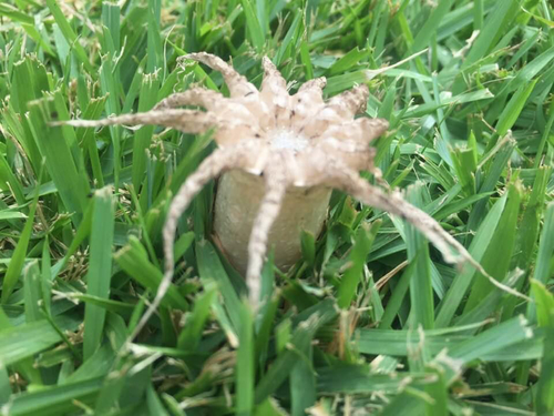 Lysurus arachnoideus, 2020-10-11