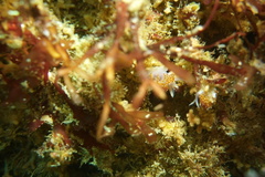 Apata pricei